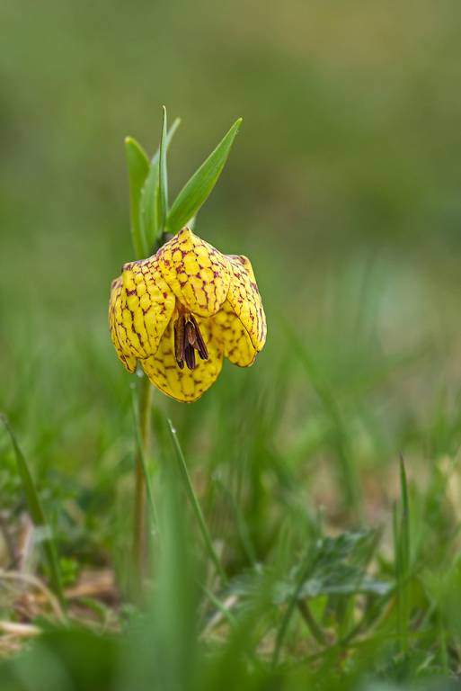 Fritillaria collina - Рябчик холмовой, или Рябчик жёлтый