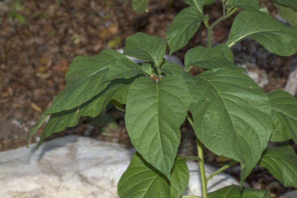 Atropa belladonna - Красавка обыкновенная