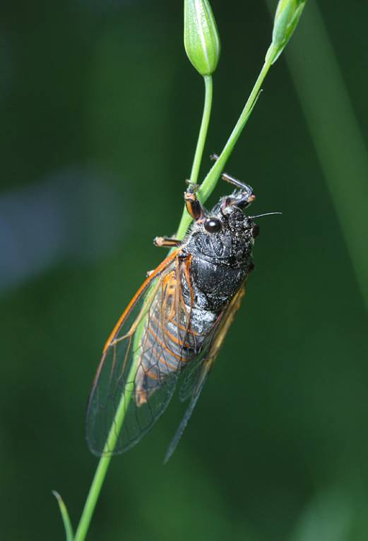 Cicadetta montana - Цикада горная