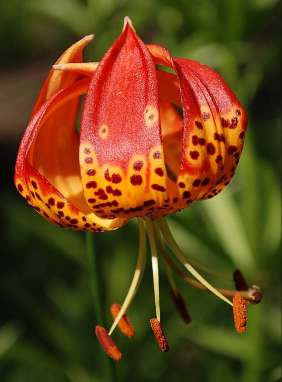 Lilium pardalinum - Лилия леопардовая, Лилия калифорнийская, Лилия пантеровая