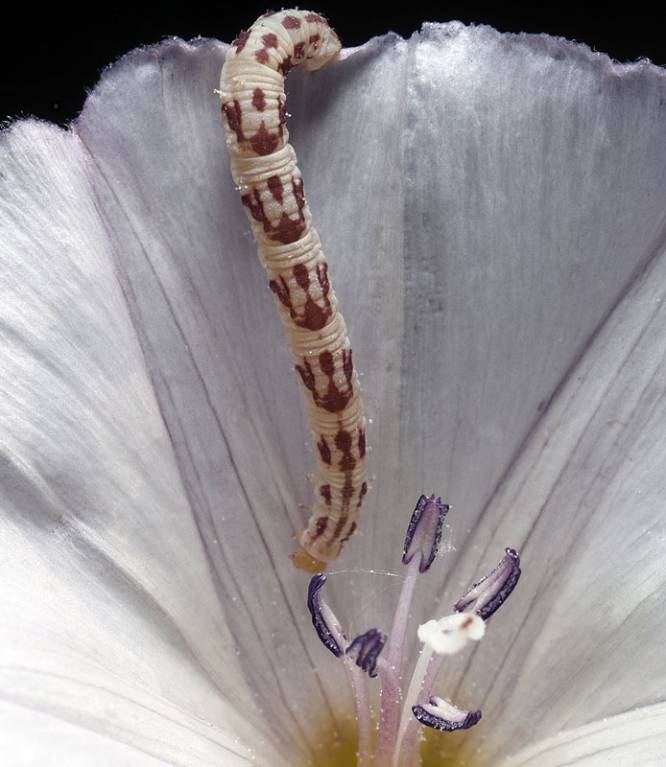 Eupithecia centaureata - Пяденица цветочная колокольчиковая, Пяденица цветочная золототысячниковая