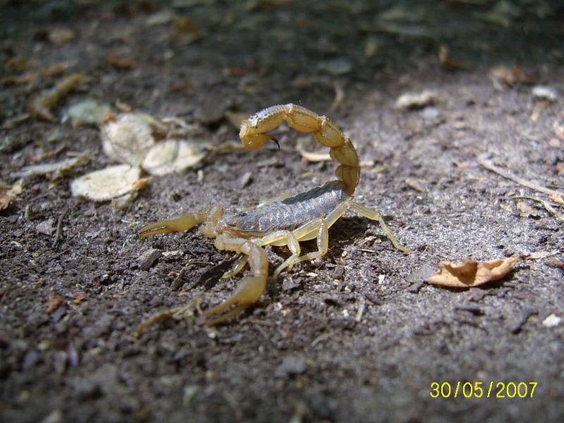 Mesobuthus eupeus - Скорпион пёстрый