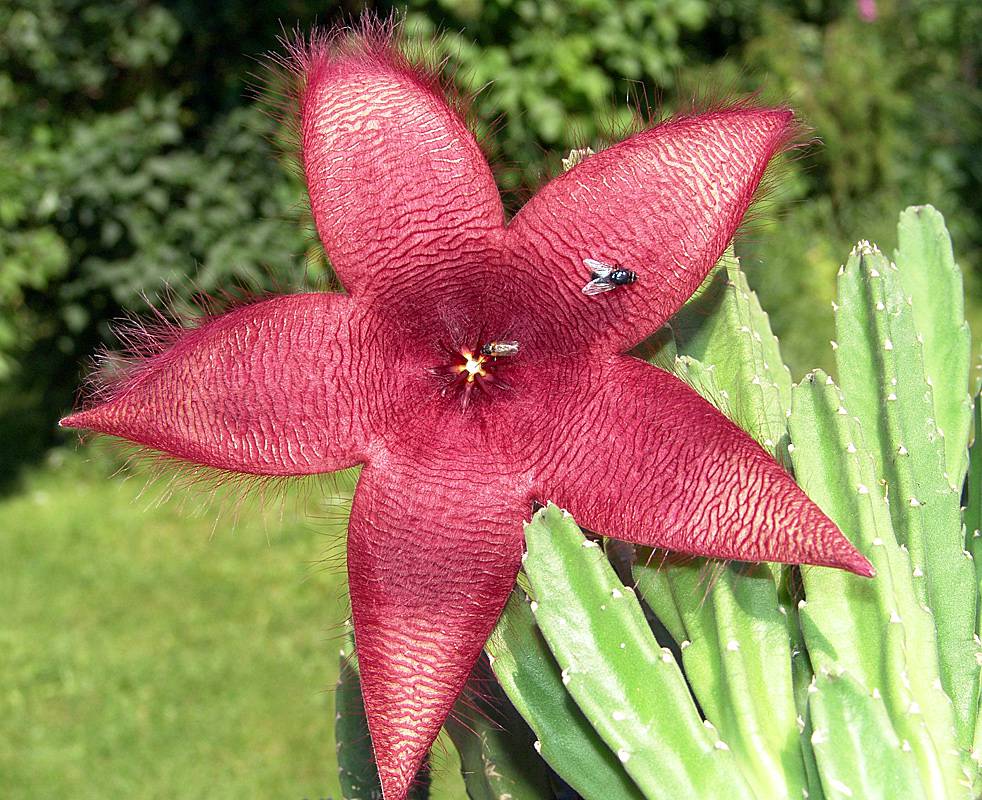 Цветок который воняет. Стапелия крупноцветковая. Стапелия грандифлора. Stapelia grandiflora стапелия грандифлора. Стапелия (Stapelia).