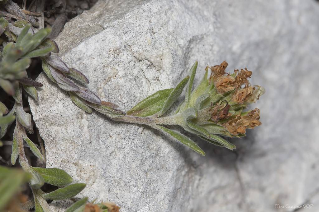 Teucrium montanum subsp. montanum - Дубровник горный, Дубровник яйлы