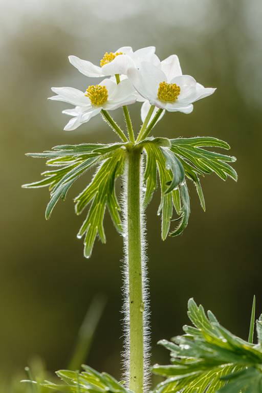 Anemone narcissiflora subsp. fasciculata - Ветреник пучковатый