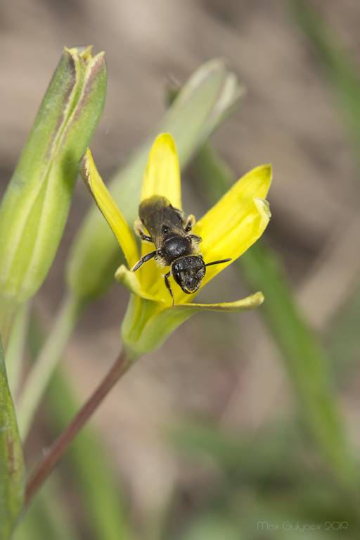 Andrena subopaca