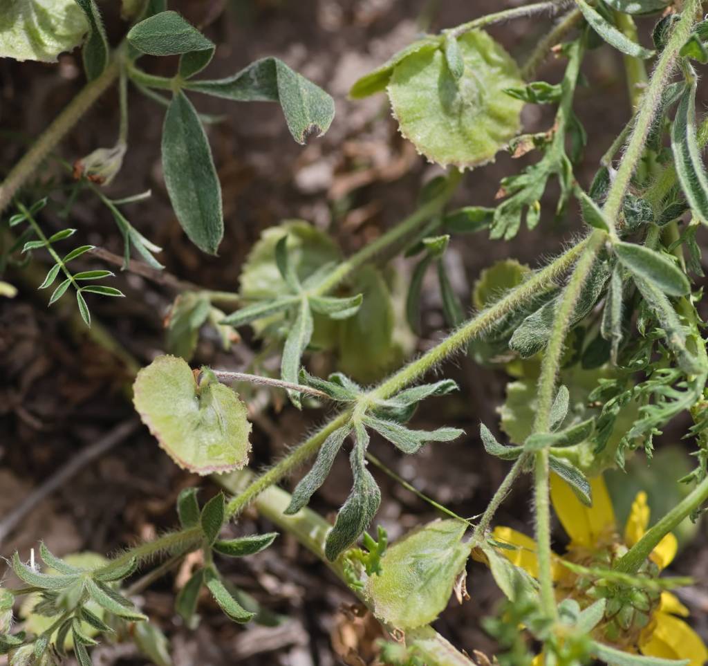 Anthyllis circinnata - Гименокарпос завитой