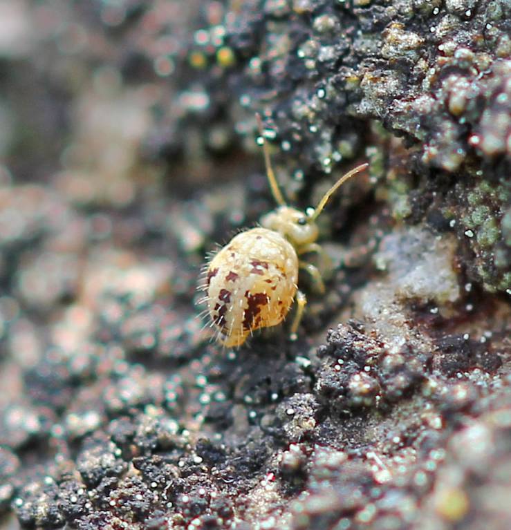 Collembola4