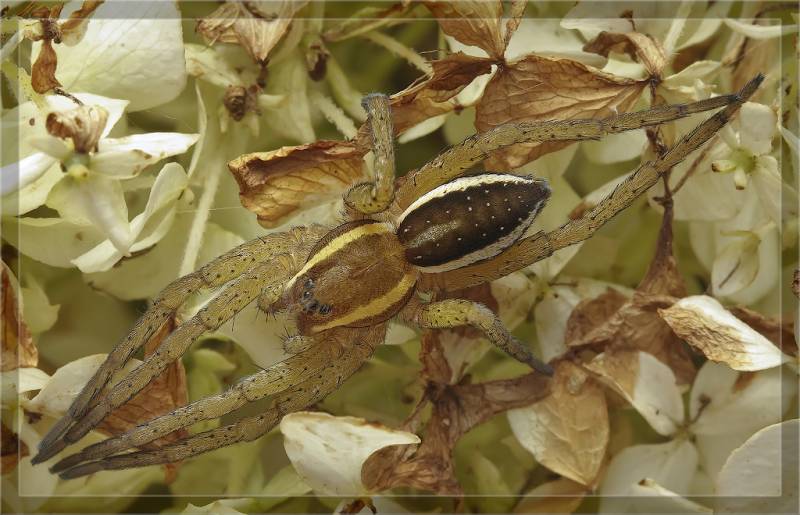 Dolomedes fimbriatus - Охотник каёмчатый