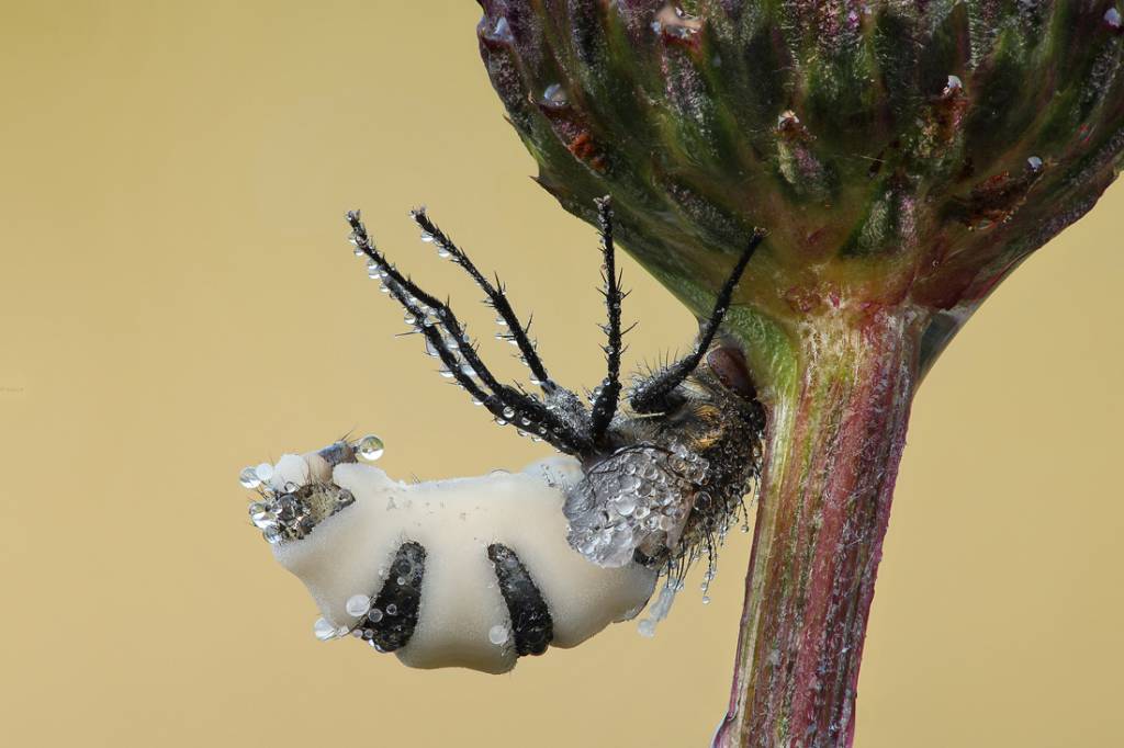 Entomophthora muscae - Энтомофтора мушиная