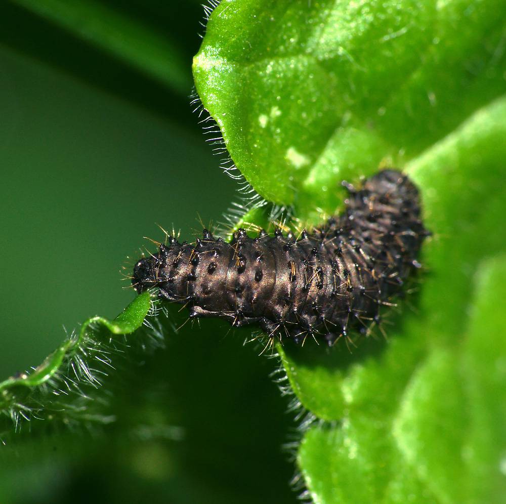 Chrysomelidae личинка