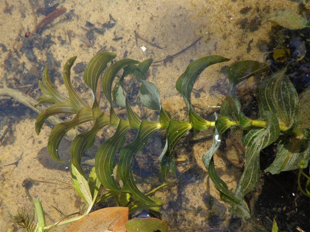Potamogeton perfoliatus - Рдест пронзённолистный