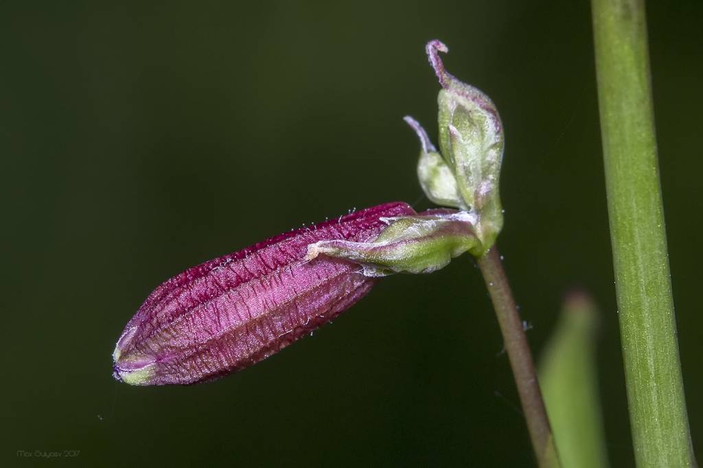 Lychnis viscaria - Смолка клейкая, Смолка обыкновенная