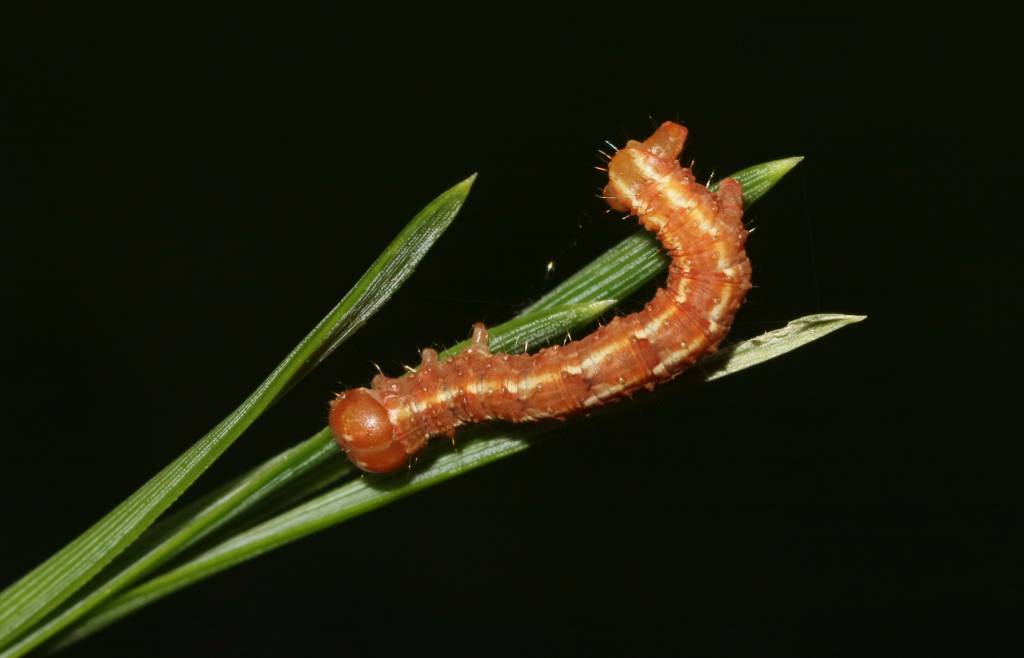 Hylaea fasciaria - Пяденица изменчивая хвойная