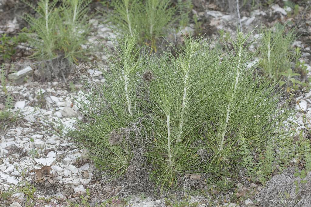 Ptilostemon echinocephalus - Ламира ежеголовая