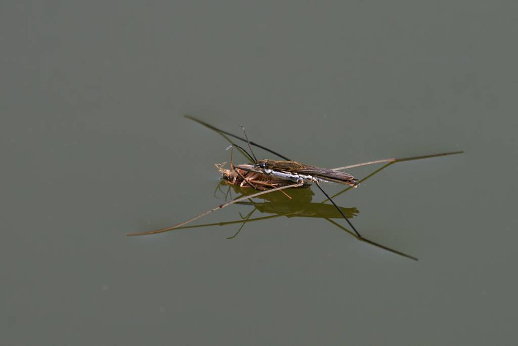 Любое упавшее в воду насекомое может стать жертвой водомерки