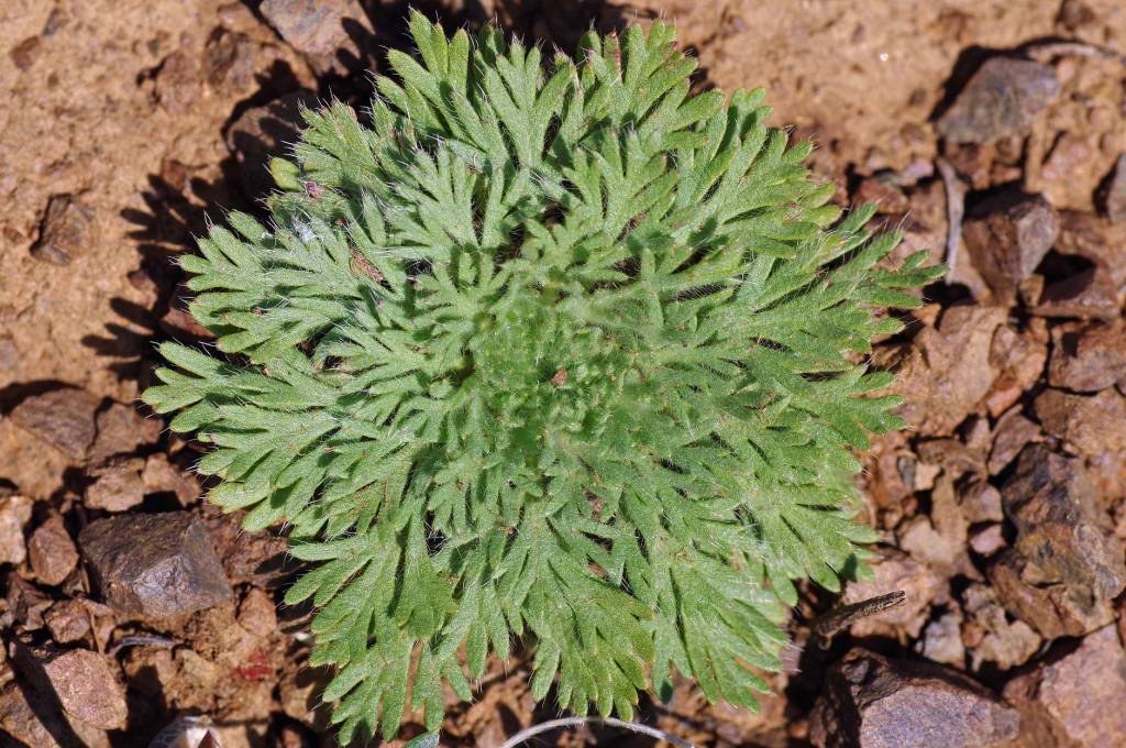 Chamaerhodos altaica - Розоцветочка алтайская
