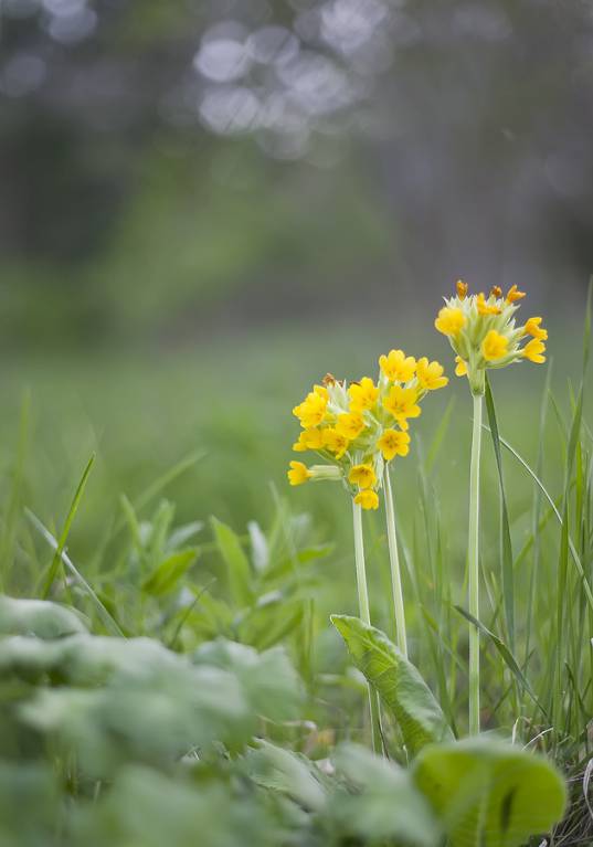Primula veris - Первоцвет весенний