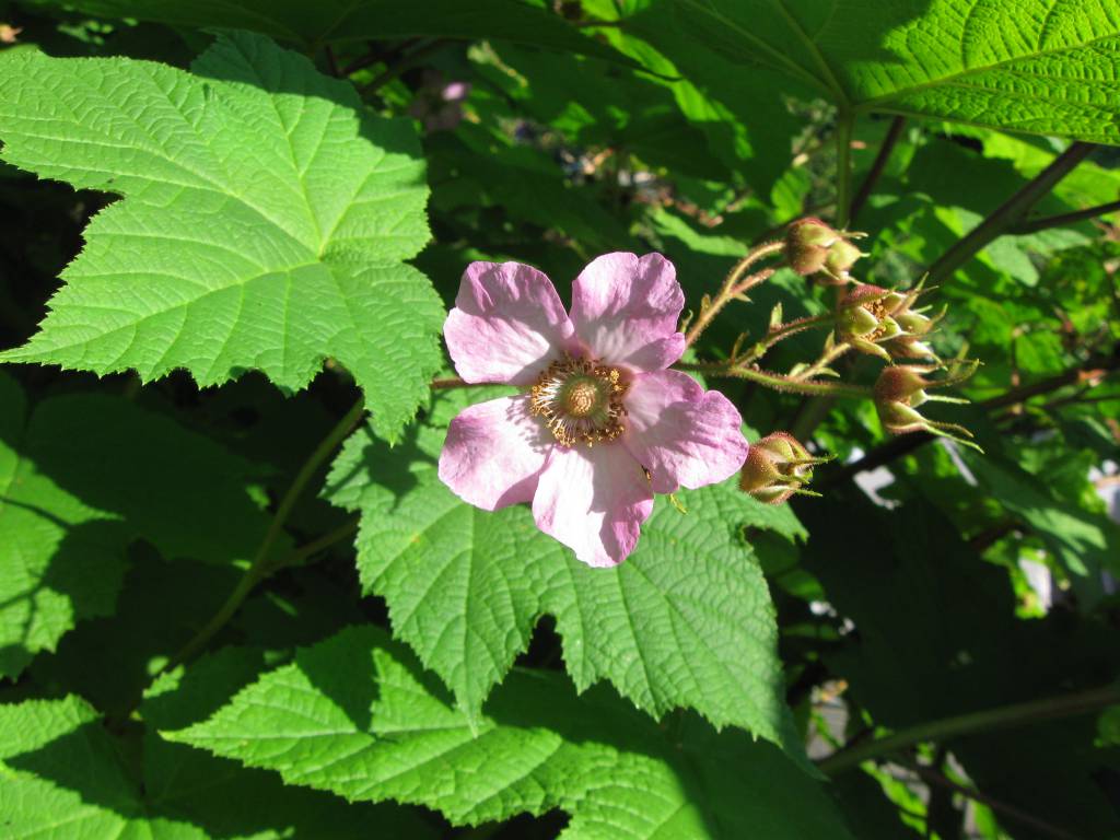Rubus - Малина