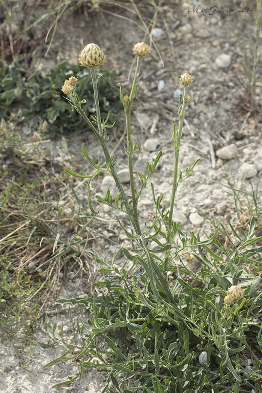 Centaurea orientalis - Василёк восточный