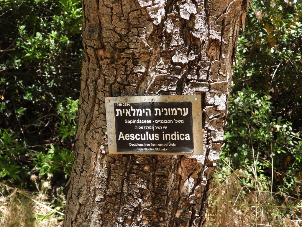 Aesculus indica - Конский каштан индийский