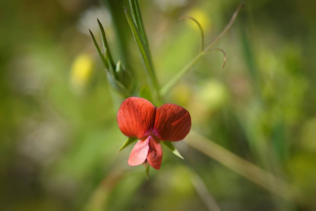 Lathyrus cicera - Чина нутовая, Чина красная