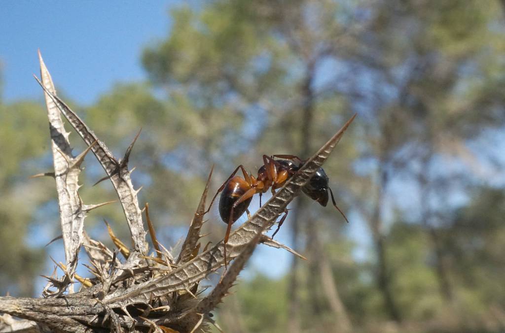 Camponotus - Кампонотус, или муравьи-древоточцы