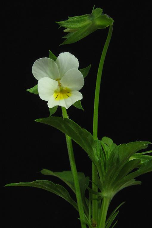 Фиалка полевая (Viola arvensis) Сем. Фиалковые