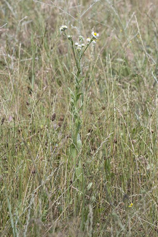 Erigeron annuus subsp. septentrionalis - Мелколепестник северный