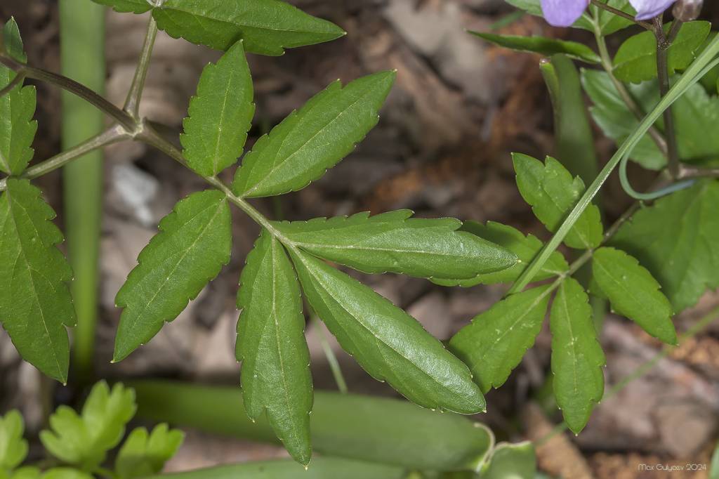 Cardamine quinquefolia - Зубянка пятилистная, Зубянка пятилисточковая
