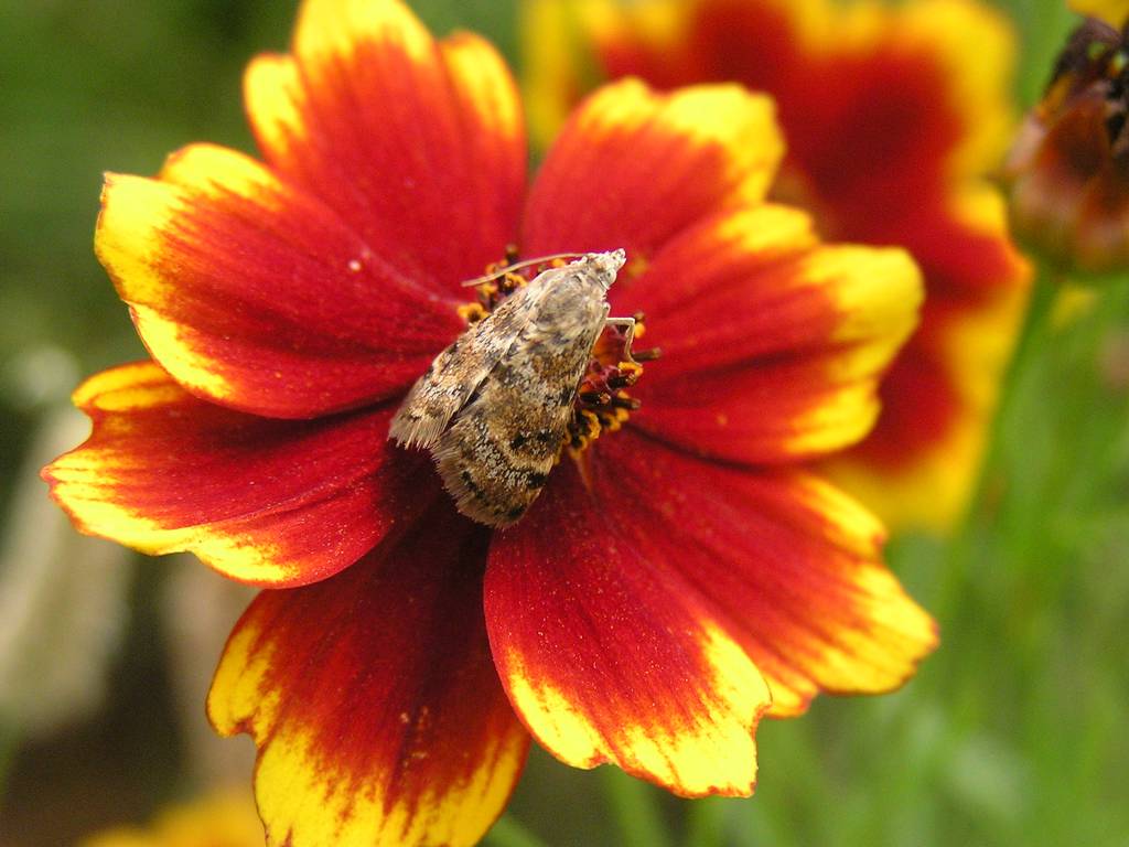 Aporodes floralis - Мотылёк цветочный, Огнёвка совковидная цветочная