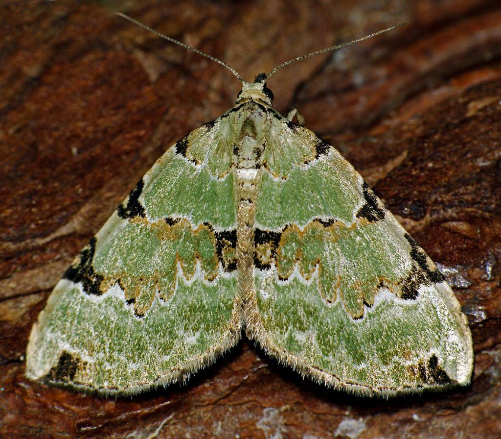 Colostygia pectinataria - Пяденица зеленоватая