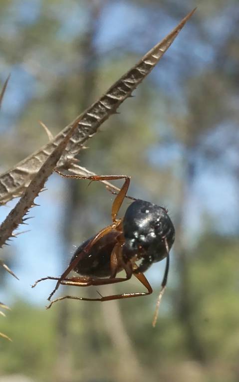 Camponotus - Кампонотус, или муравьи-древоточцы