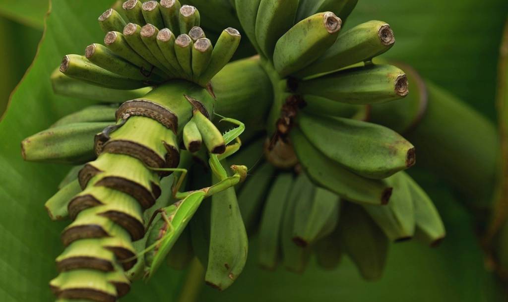 Хозяин банановой плантации