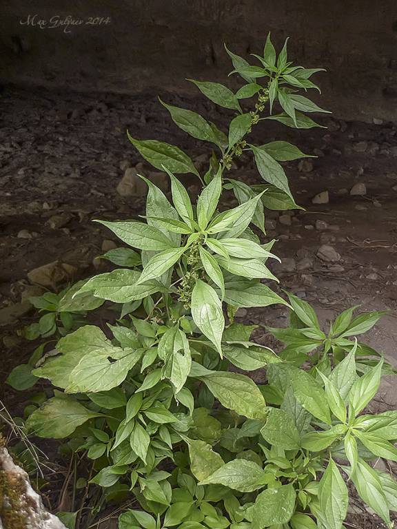 Parietaria officinalis - Постенница лекарственная, Постенница прямая