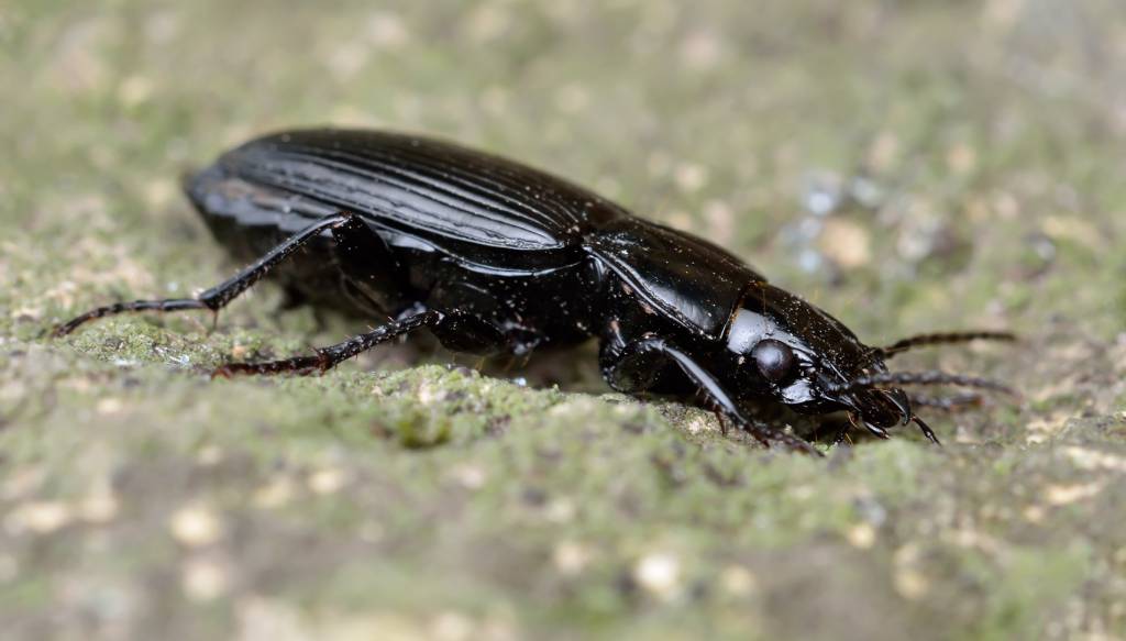 Pterostichus niger - Птеростих черный