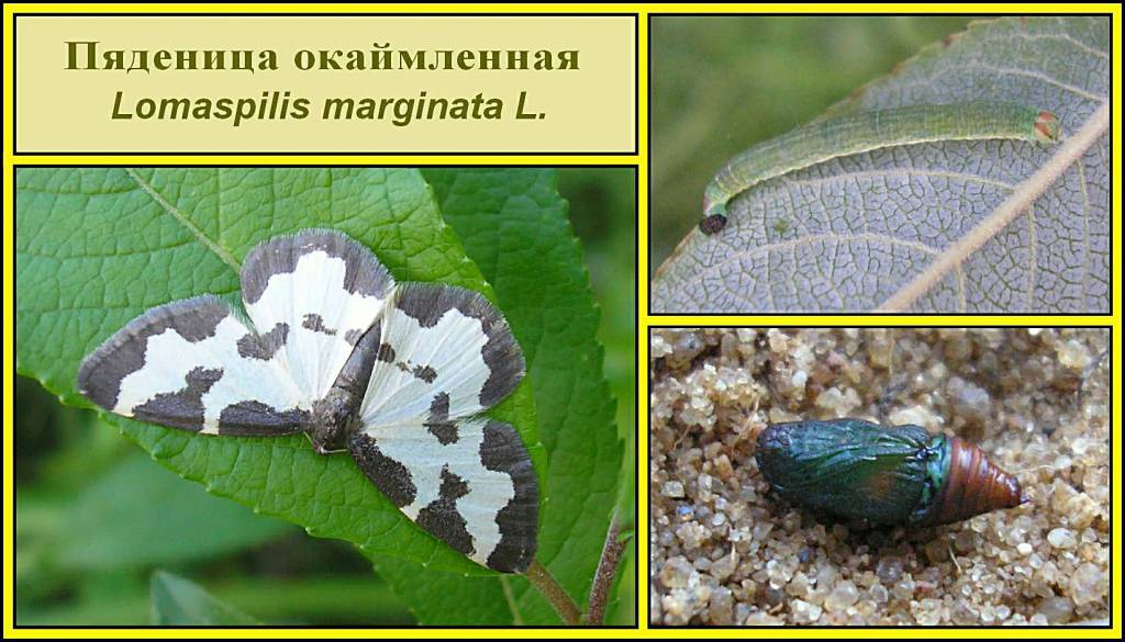 Lomaspilis marginata - Пяденица окаймленная (каемчатая)