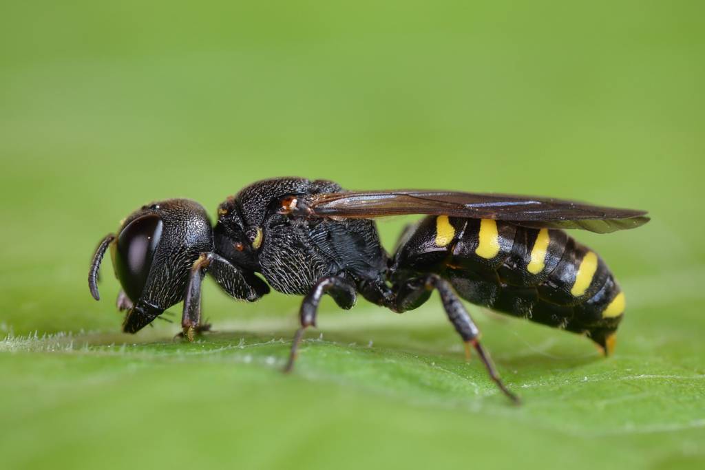Ectemnius spinipes