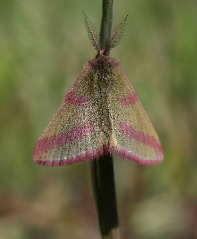 Lythria purpuraria - Пяденица пурпурная