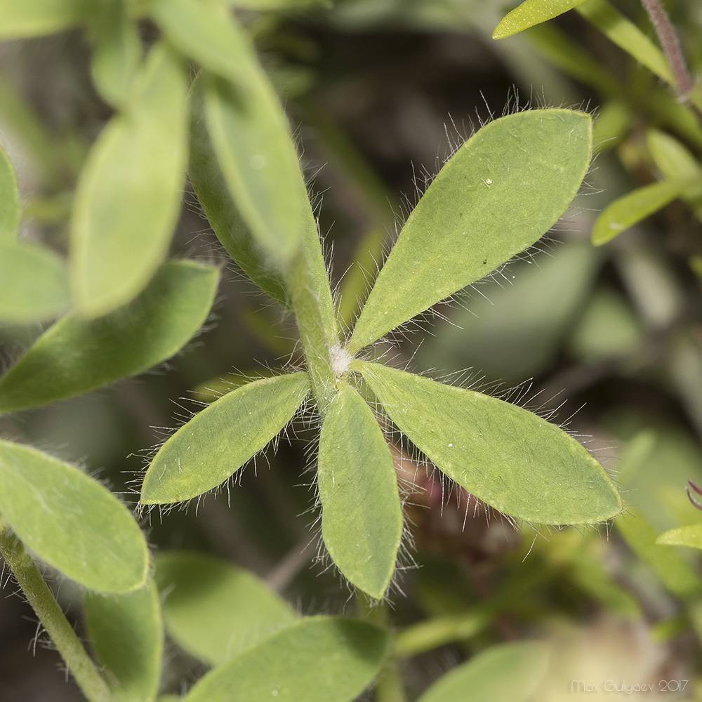 Dorycnium pentaphyllum subsp. herbaceum