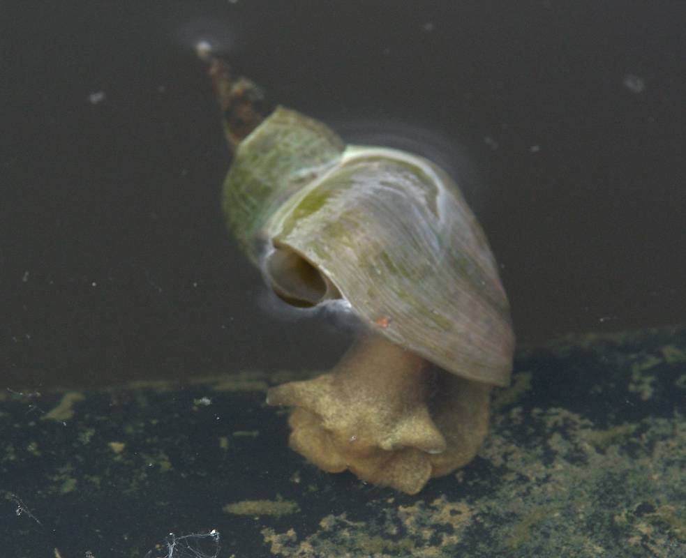Прудовик обыкновенный большой. Водяная улитка прудовик. Брюхоногие моллюски прудовик. Обыкновенный прудовик (Lymnaea stagnalis). Брюхоногие моллюски малый прудовик.