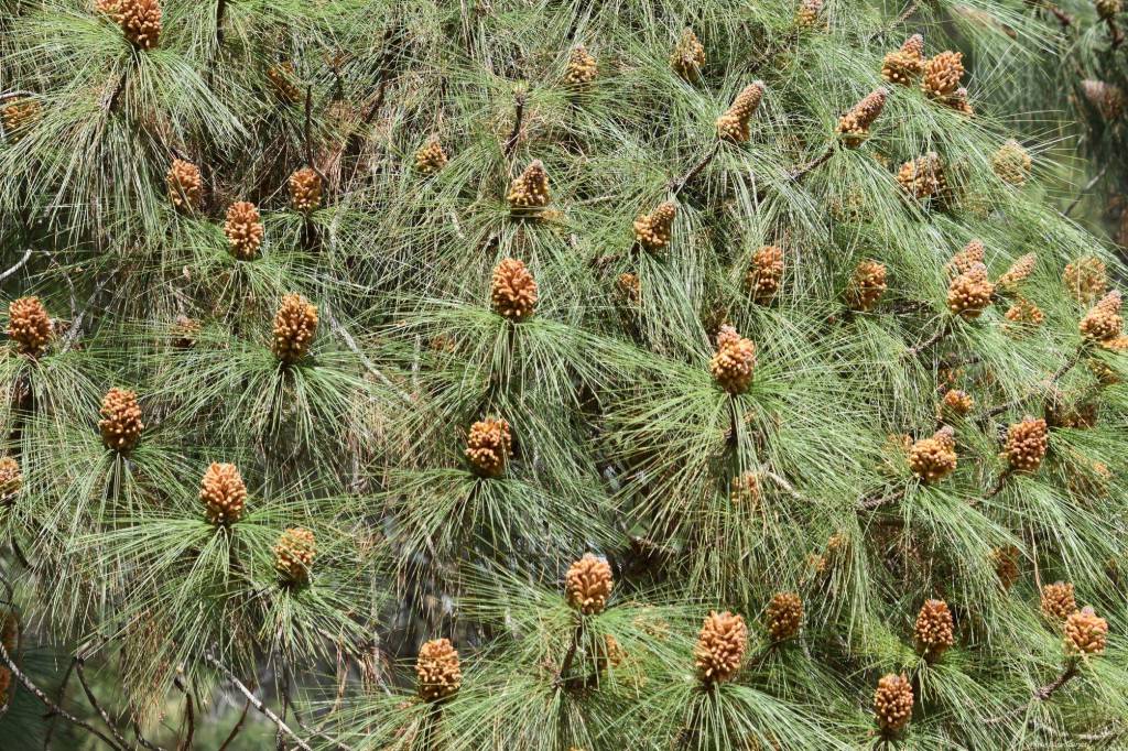 Pinus canariensis - Сосна канарская