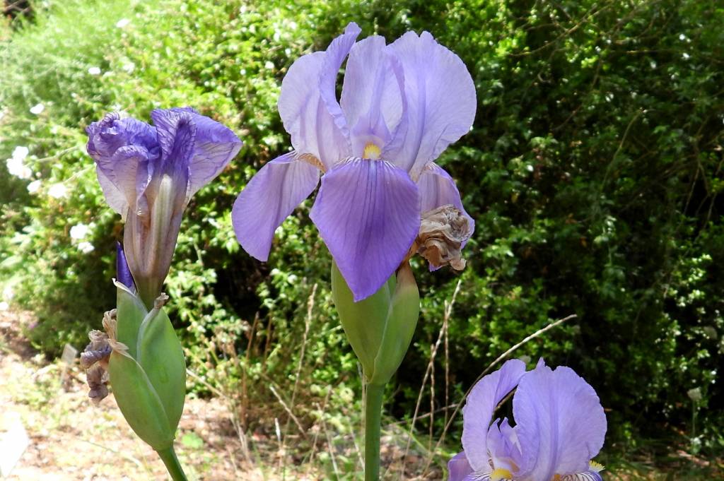 Iris × germanica - Ирис германский, Касатик германский