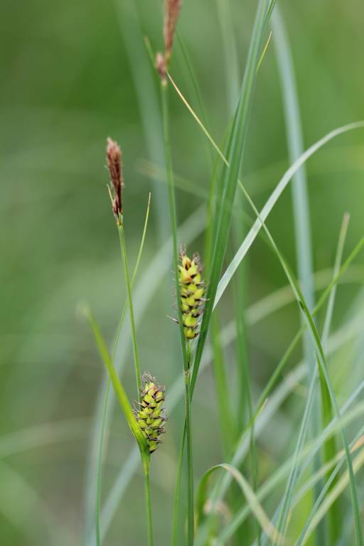 Carex melanostachya - Осока чёрноколосая