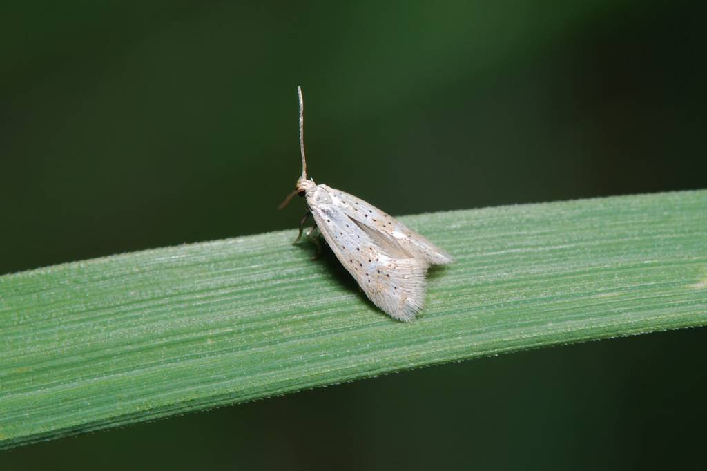 Elachista pollinariella