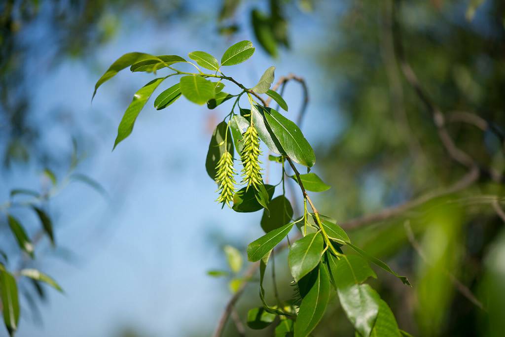 Salix pentandra - Ива пятитычинковая