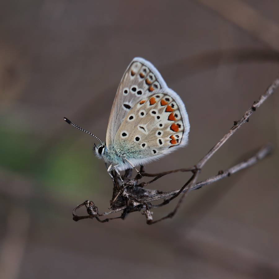 Polyommatus thersites - Голубянка Терсит