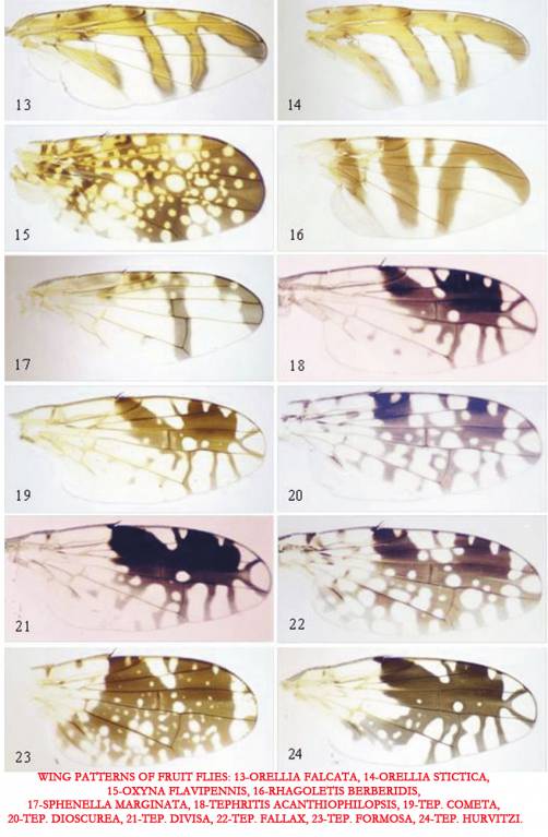 13-24-Wing-patterns-of-fruit-flies