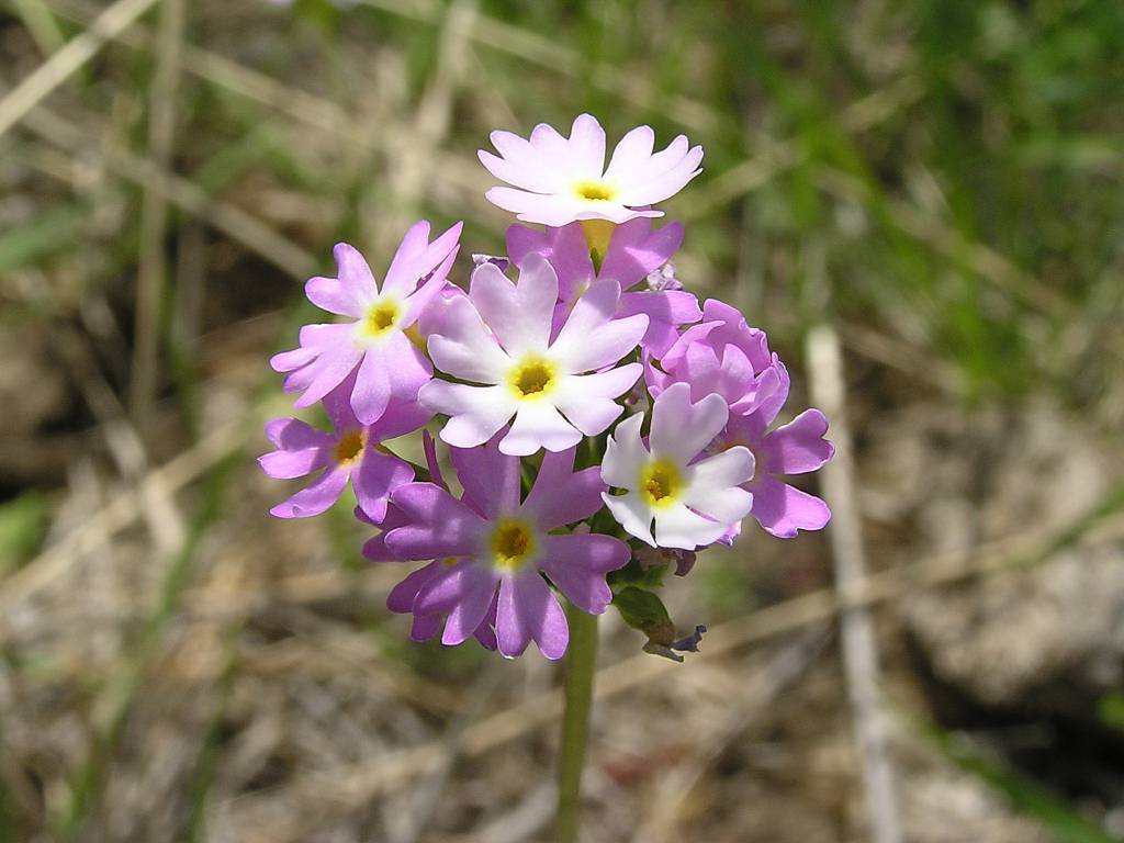 Primula longiscapa - Первоцвет длиннострелочный