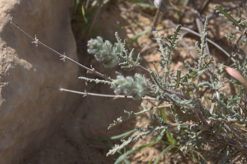 Salvia lanigera - Шалфей шерстистый